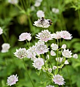 ASTRANTIA MAJOR BERENDIEN STAM