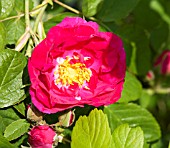 ROSA DUCHESS OF PORTLAND