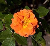 ROSA GERALDINE