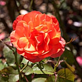 ROSA TINTINARA