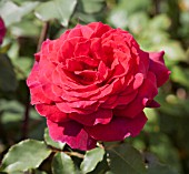 ROSA VELVET FRAGRANCE