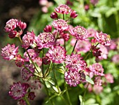 ASTRANTIA MAJOR ELMBLUT