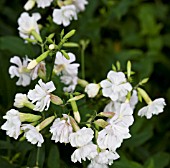 SAPONARIA OFFICINALIS ALBA PLENA