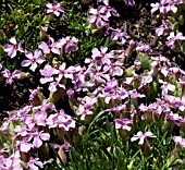 SAPONARIA X OLIVANA