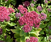 SEDUM TELEPHIUM SSP FABARIA VAR BORDERI