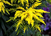 SOLIDAGO CROWN OF RAYS