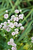 ASTRANTIA SILVER EDGE