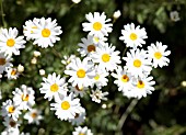 TANACETUM POTERIFOLIUM