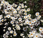 TANACETUM POTERIFOLIUM