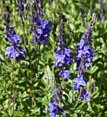 VERONICA AUSTRIACA SSP TEUCRIUM BLUE FOUNTAIN