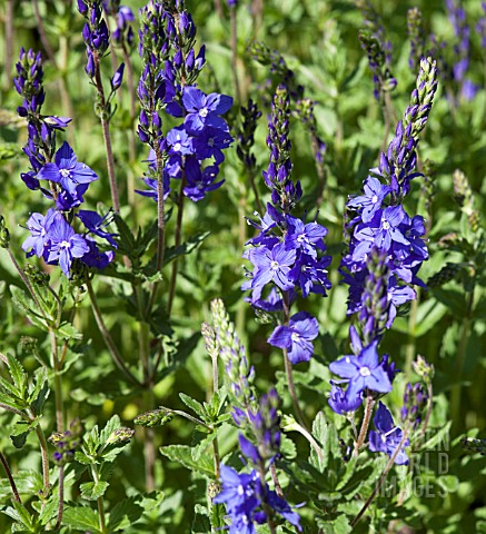 VERONICA_AUSTRIACA_SSP_TEUCRIUM_BLUE_FOUNTAIN