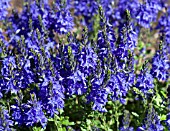 VERONICA AUSTRIACA SSP TEUCRIUM KAPITAN