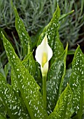 ZANTEDESCHIA LITTLE JIMMY