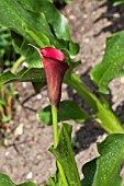 ZANTEDESCHIA PHILOMENA