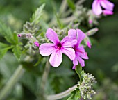 GERANIUM MADERENSE