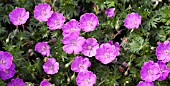 GERANIUM SANGUINEUM SHEPHERDS WARNING