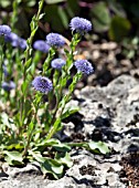 GLOBULARIA VULGARIS