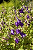 CAMPANULA KENT BELLE