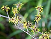 HAMAMELIS PALLIDA