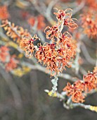 HAMAMELIS X INTERMEDIA JELENA