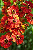 HELENIUM BAUDIRECKTOR LINNE