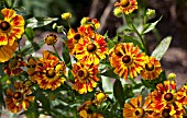 HELENIUM FEUERSIEGEL