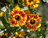 HELENIUM FEUERSIEGEL