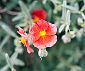 HELIANTHEMUM RUTH