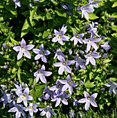 CAMPANULA LACTIFLORA POUFFE