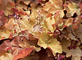 HEUCHERA CARAMEL