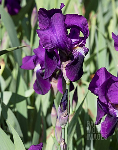 IRIS_GERMANICA_VAR_NEPALENSIS