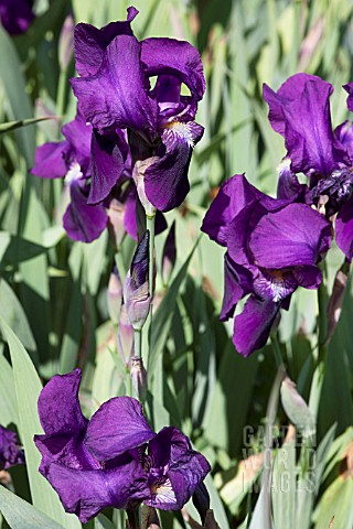 IRIS_GERMANICA_VAR_NEPALENSIS