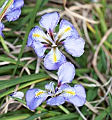 IRIS UNGUICULARIS