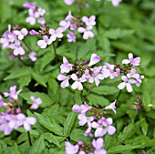 CARDAMINE QUINQUEFOLIA