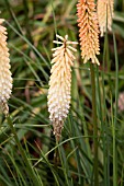 KNIPHOFIA INNOCENCE