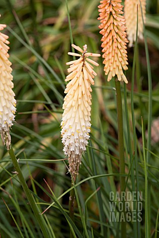 KNIPHOFIA_INNOCENCE