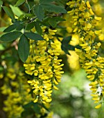 LABURNUM ALPINUM