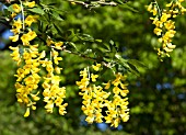 LABURNUM ALPINUM