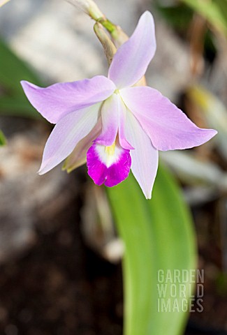 LAELIA_ANCEPS_VAR_VETCHIANA