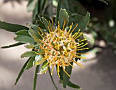 LEUCOSPERMUM CUNEIFORME