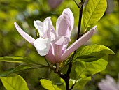 MAGNOLIA PINKY