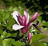 MAGNOLIA LILIFLORA