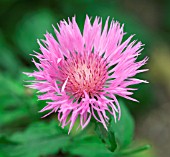 CENTAUREA HYPOLEUCA JOHN COUTTS