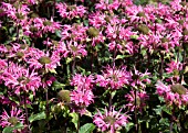 MONARDA MARSHALLS DELIGHT