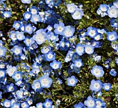 NEMOPHILA MENZIESII