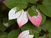 ACTINIDIA KOLOMIKTA