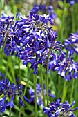 AGAPANTHUS BRESSINGHAM BLUE