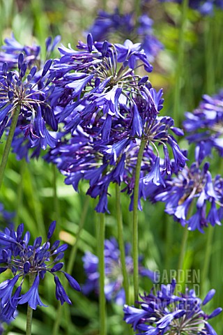 AGAPANTHUS_BRESSINGHAM_BLUE