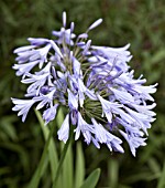 AGAPANTHUS NUTANS