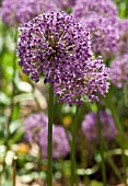 ALLIUM GIGANTEUM